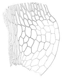 Blindia robusta, alar cells. Drawn from B.H. Macmillan 00/18, CHR 542759.
 Image: R.C. Wagstaff © Landcare Research 2015 